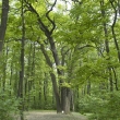 Památkově chráněný dub na palouku