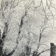 Ka�tanov� alej v zim� r. 1958